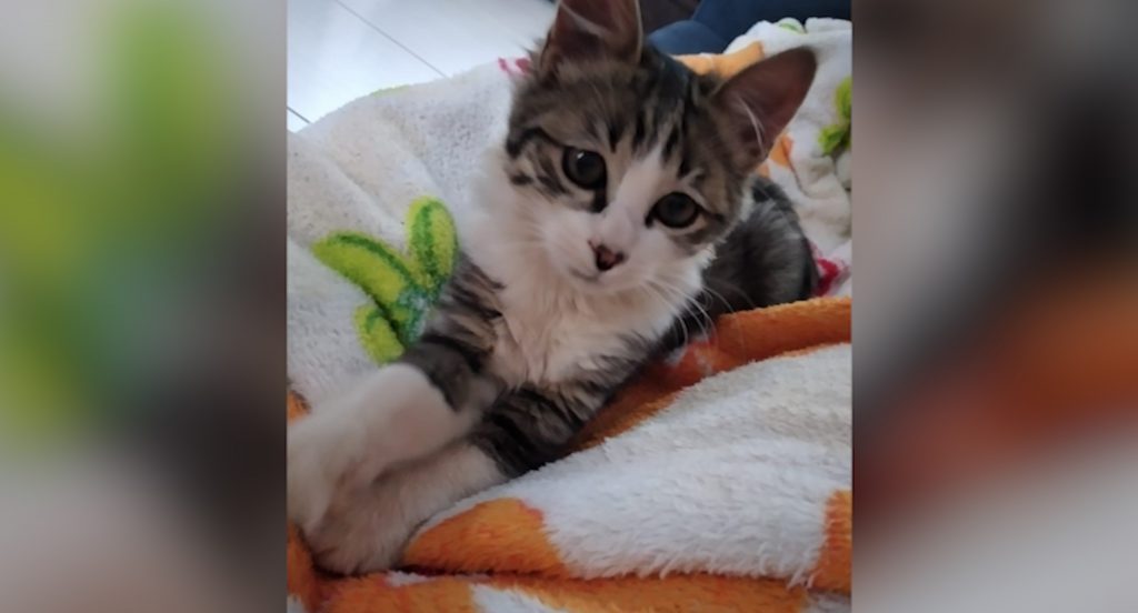 Gatinho sumiu no bairro Brasília, você viu?