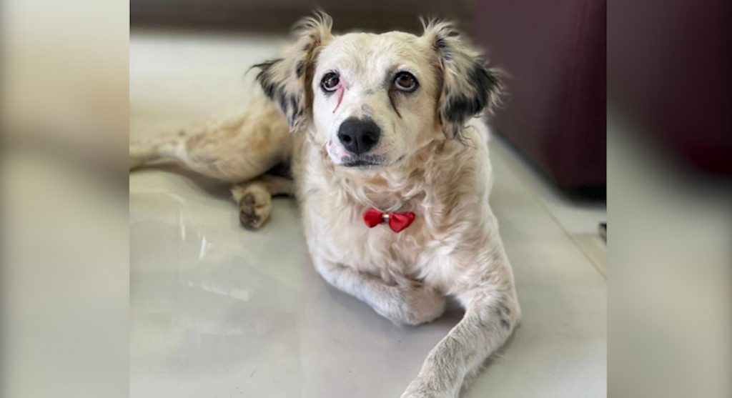 Cachorrinha perdida é encontrada, você é o dono?