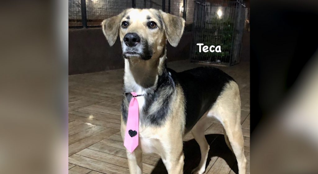 Cachorrinha está desaparecida e donos pedem ajuda para encontrá-la