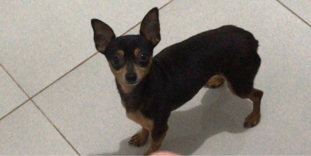 Pinscher sumiu no Bairro Barcelona e donos pagam recompensa para quem encontrar