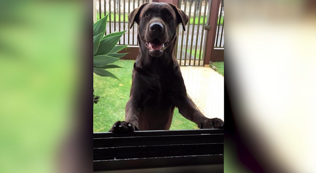 Labrador marrom fugiu de sua casa no bairro Neva