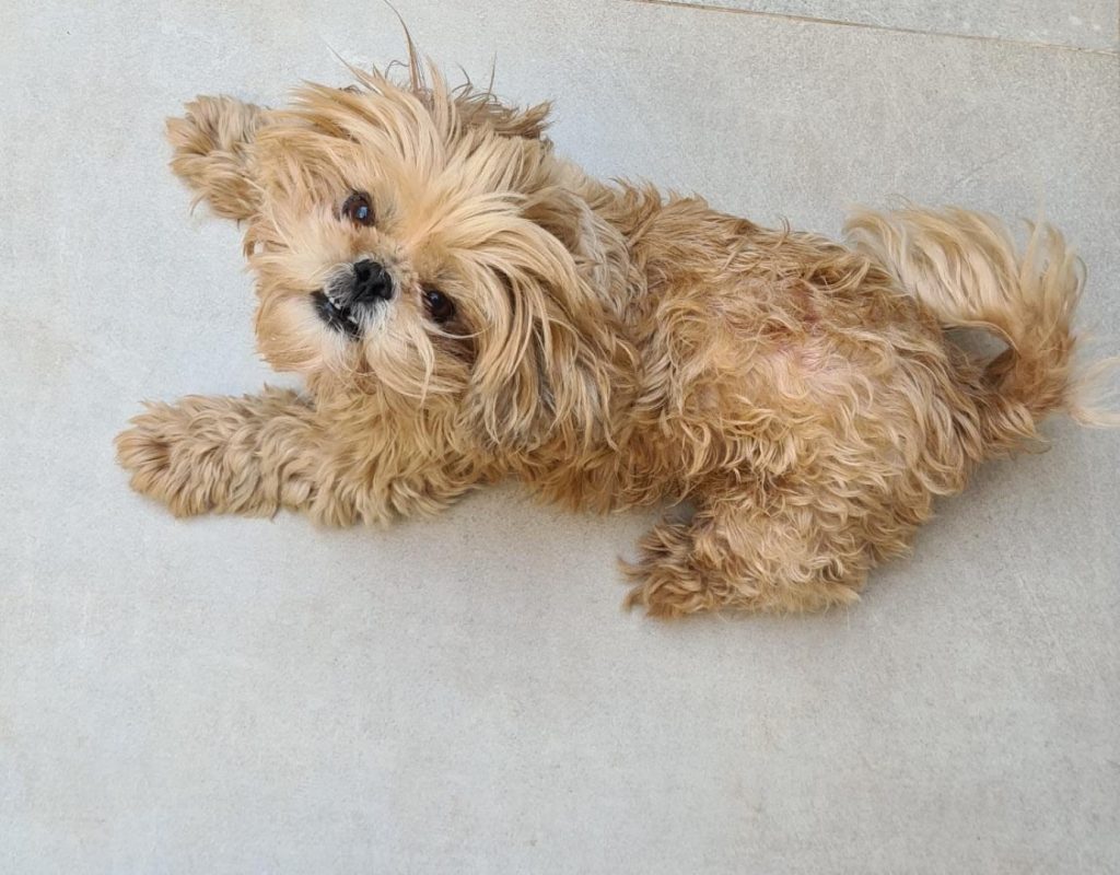 Cachorro perdido é encontrado próximo ao zoológico