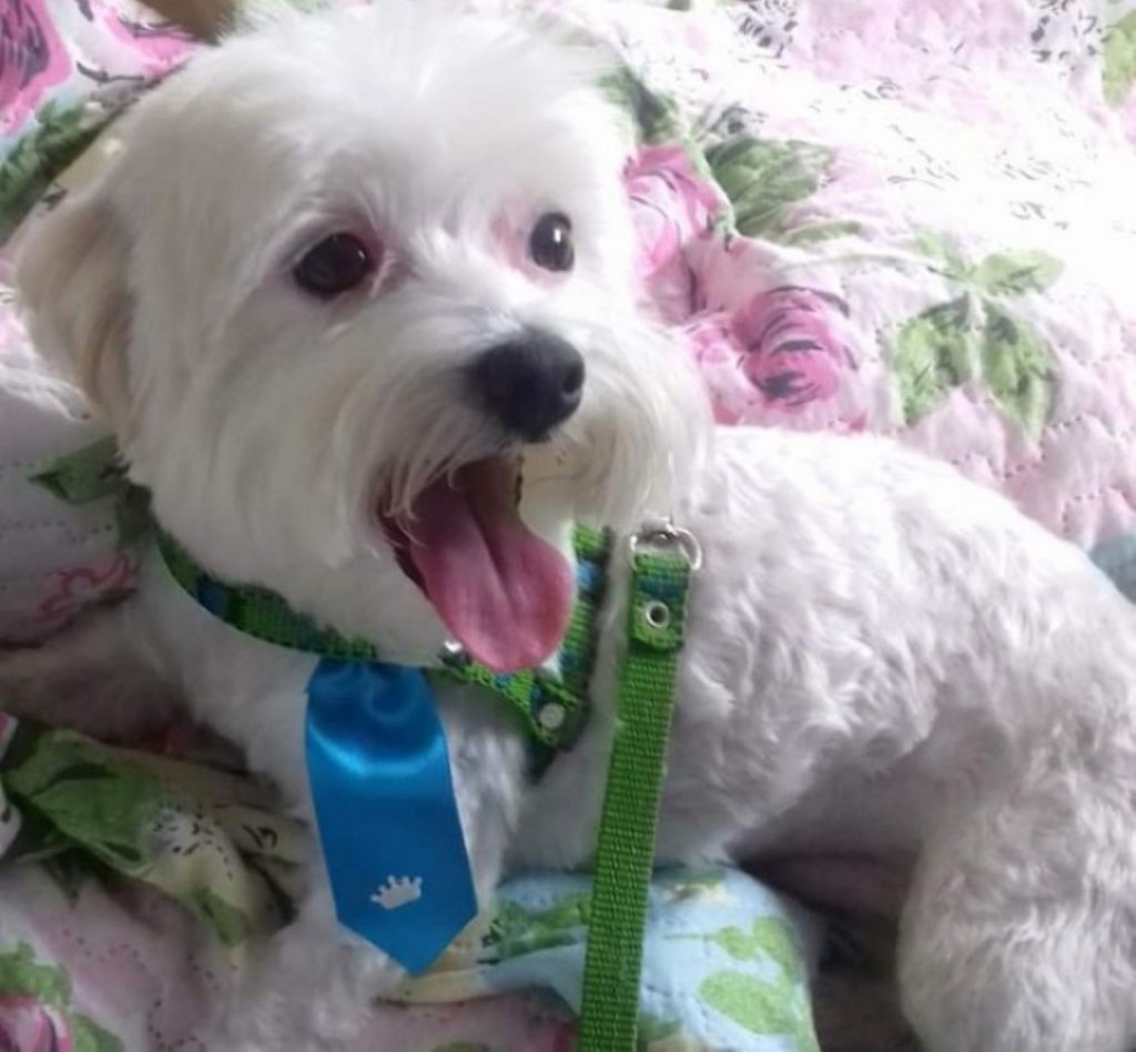 Cachorrinho sumiu no Parque Verde e donos dão recompensa para quem encontrá-lo