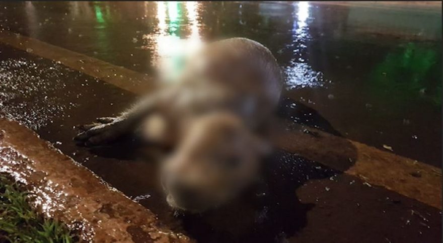 Capivara é encontrada morta no Lago Municipal de Cascavel