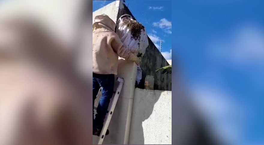 Veja vídeo de retirada de enxame de abelhas no Coqueiral
