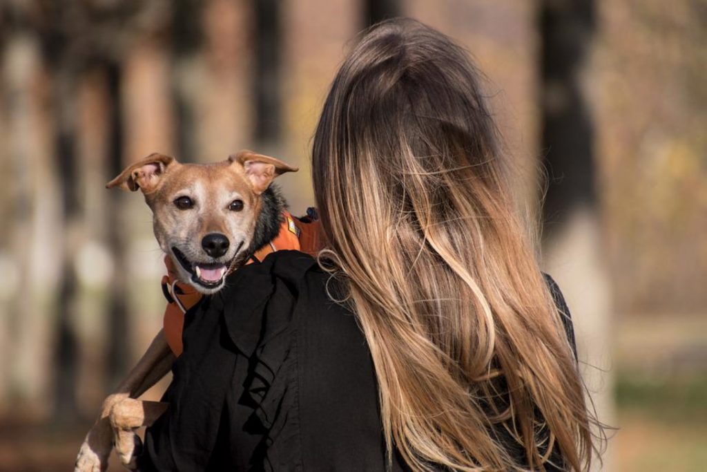 Projeto que permite condução de animais no transporte coletivo é aprovado