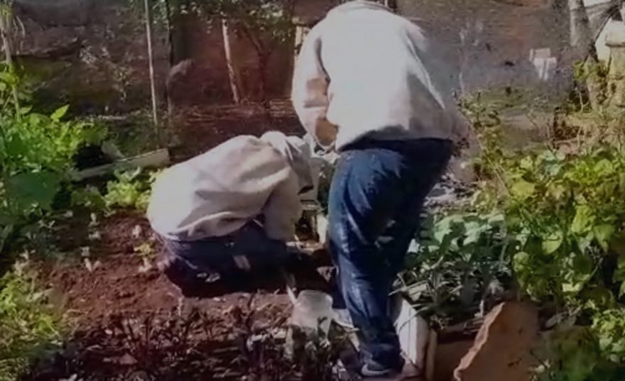 Defesa Civil realiza retirada de abelhas no Esmeralda