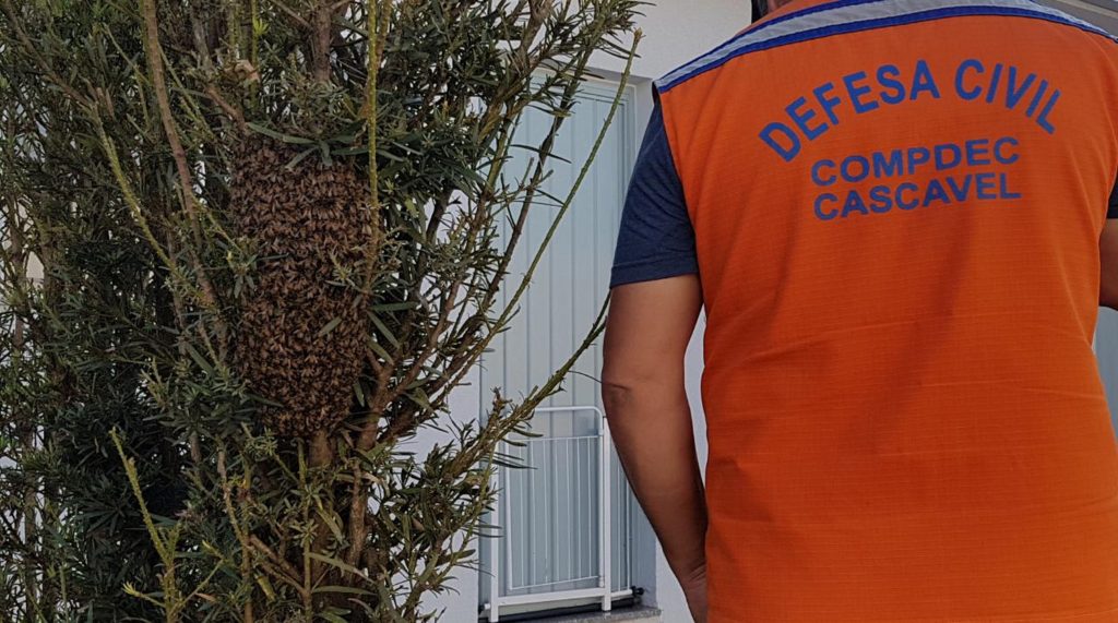 Defesa Civil é acionada para retirar abelhas no Bairro Santo Inácio