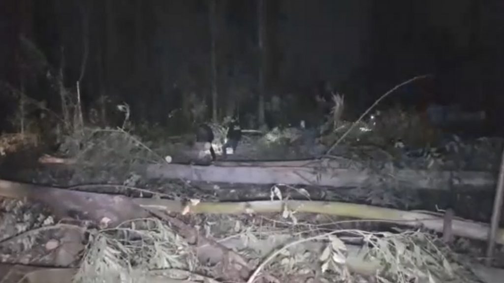 Idoso morre ao cortar árvore em área rural de Cascavel