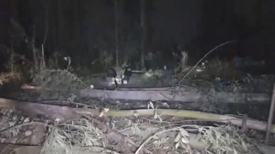 Idoso morre ao cortar árvore em área rural de Cascavel
