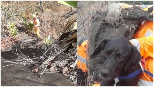 Cachorro é resgatado após ficar mais de seis dias preso em pedreira Imagem referente a Cachorro é resgatado após ficar mais de seis dias preso em pedreira