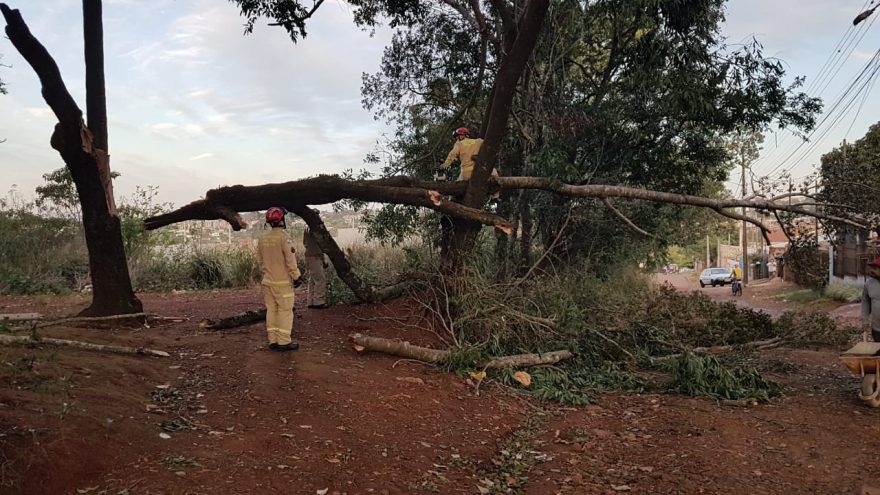 Árvore cai e derruba poste no Interlagos