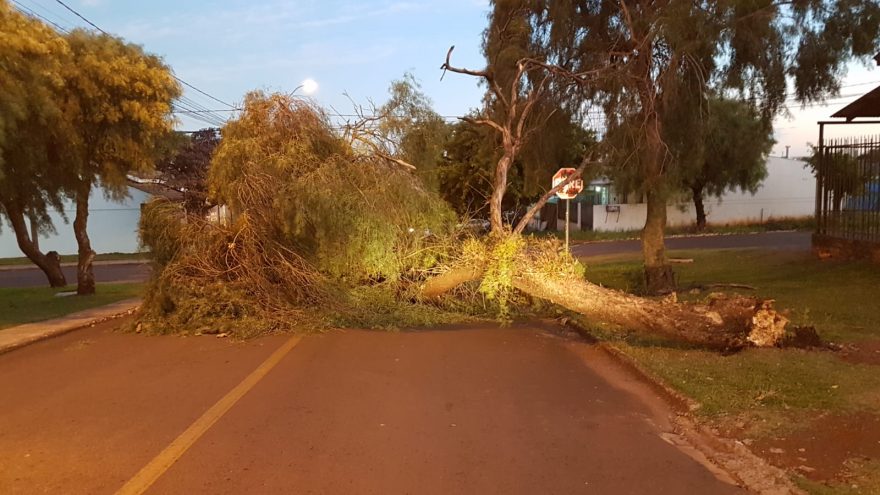 Árvore de grande porte cai e interdita via na Rua Adoniran Barbosa, no Brasília