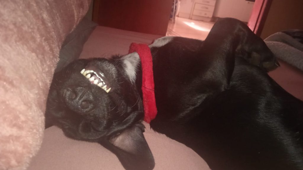 Cachorrinho está perdido no Santa Felicidade