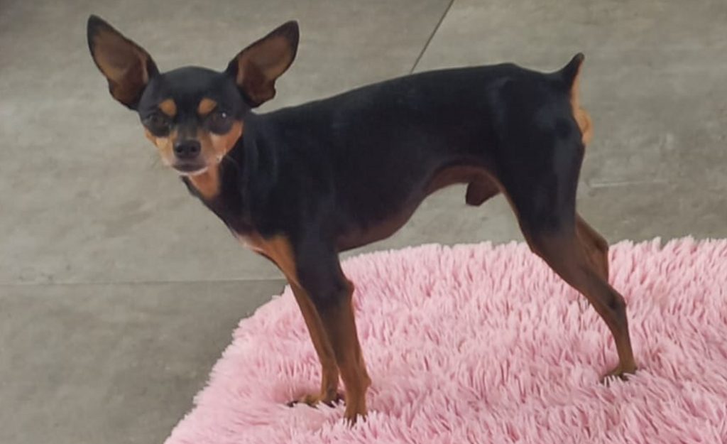 Pinscher chamado Hulk está desaparecido