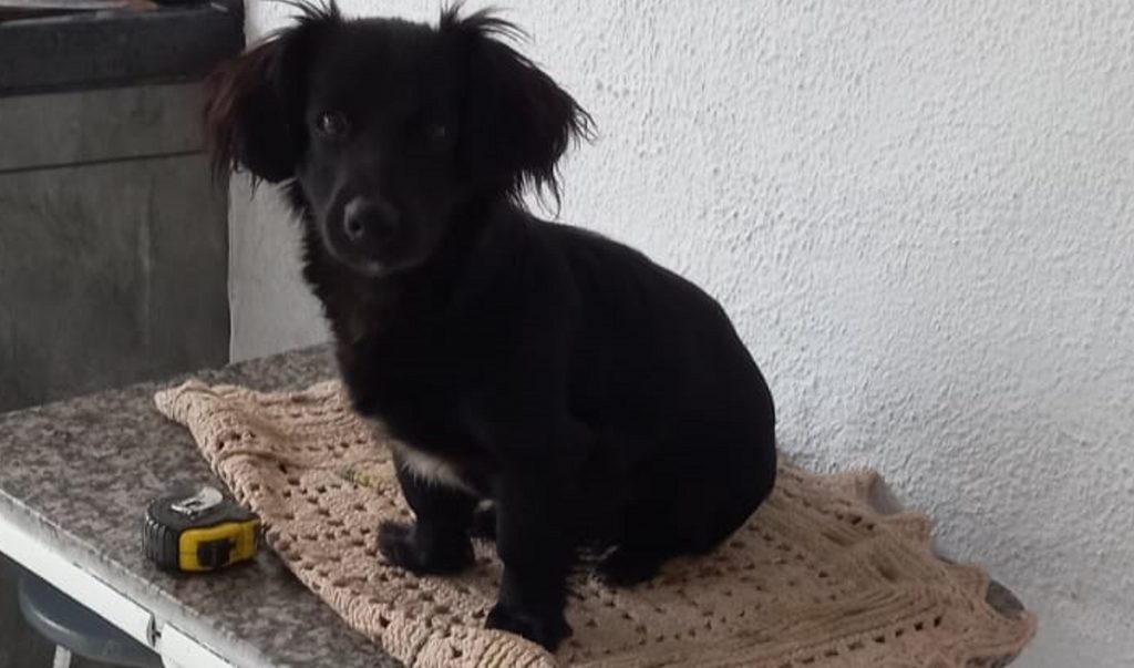 Cachorro está desaparecido na região do Brasmadeira