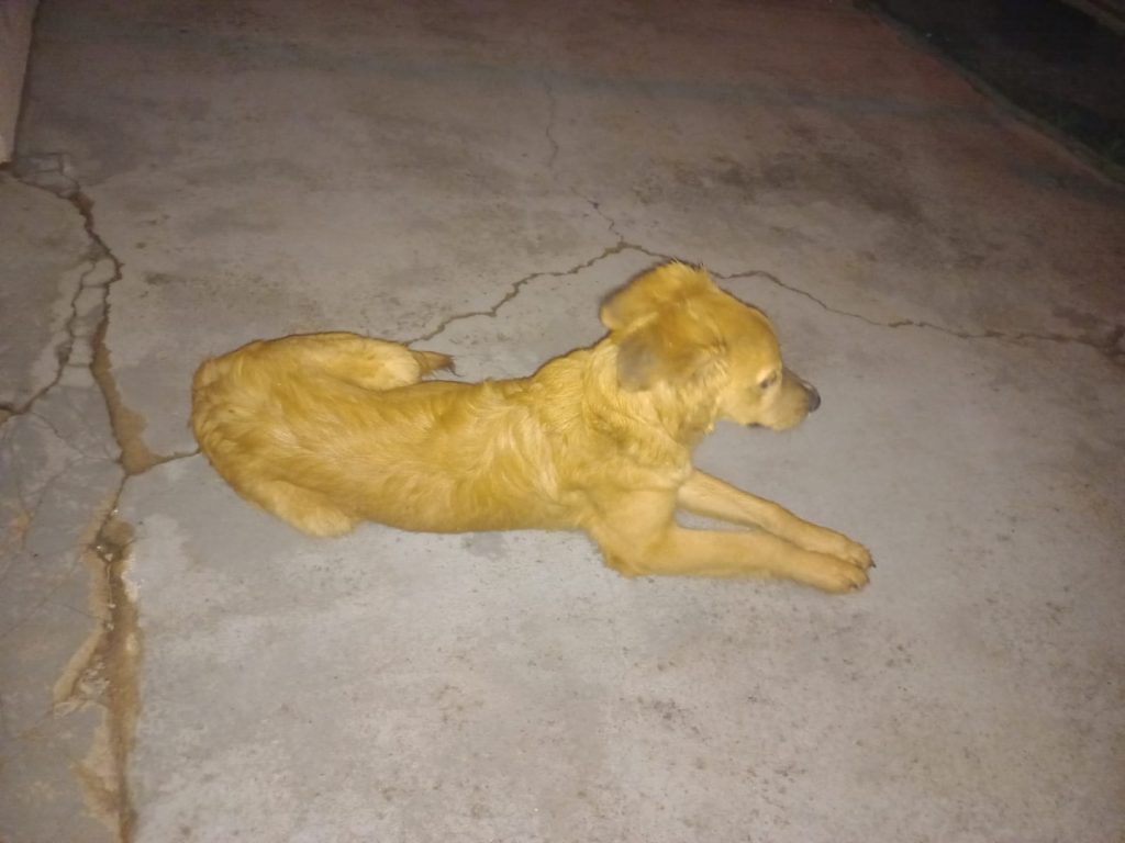 Cachorrinho foi encontrado no Bairro Parque Verde Cachorrinho foi encontrado no Bairro Parque Verde