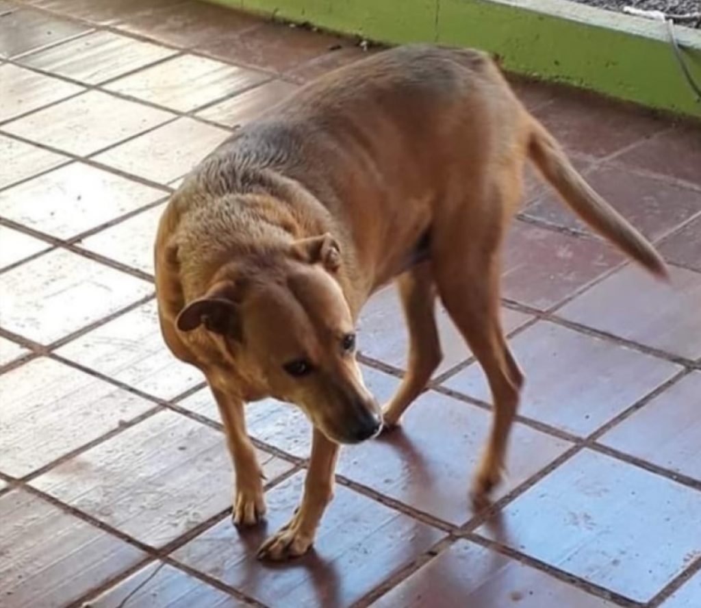 Cachorro “Campeão” sumiu no Bairro Parque Verde Cachorro “Campeão” sumiu no Bairro Parque Verde