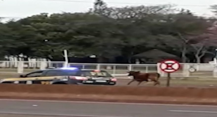 Curioso! Vídeo mostra “perseguição” da PRF a boi em fuga na BR-277