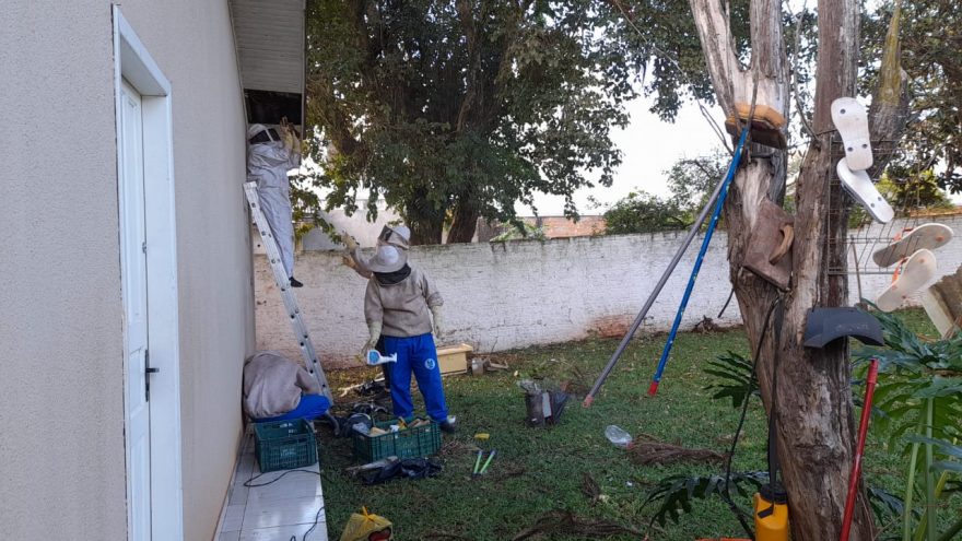 Defesa Civil realiza retirada de abelhas em imóvel no São Cristóvão