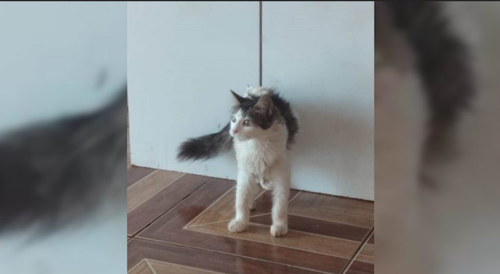 Tutor oferece recompensa por gata desaparecida no Parque Verde