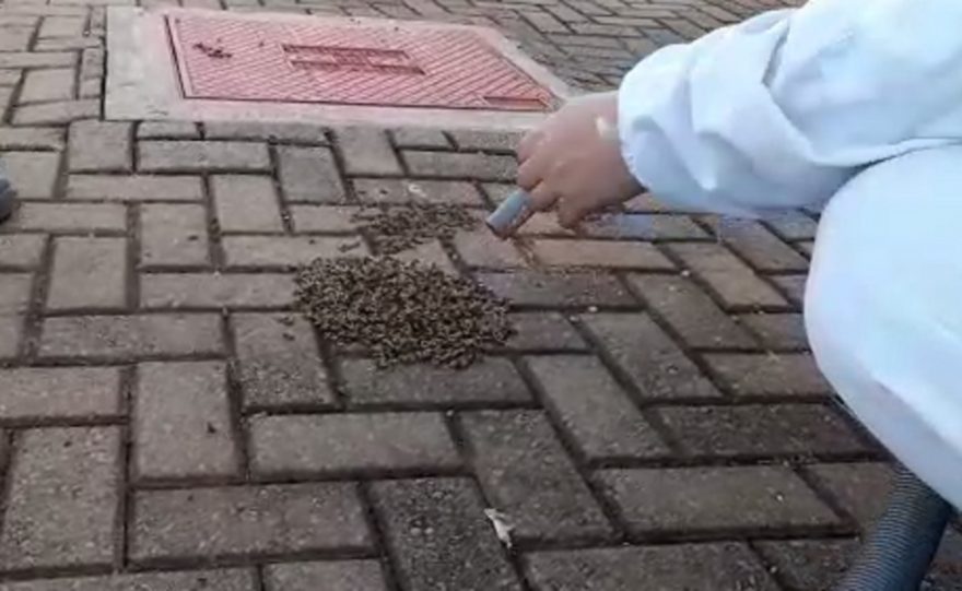 Abelhas são retiradas do pátio da Univel em Cascavel
