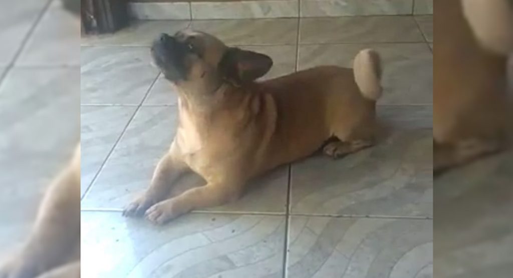 Brussy sumiu no Santa Felicidade
