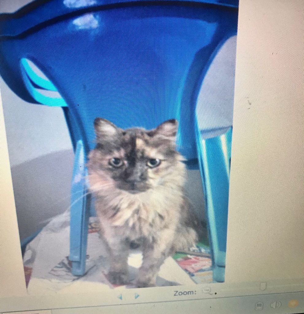 Gatinha Ciara desapareceu na Neva