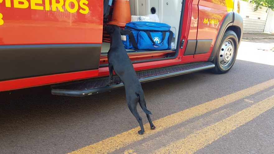 Desesperado, cachorrinho tenta entrar em ambulância para acompanhar idoso ferido em queda no Universitário