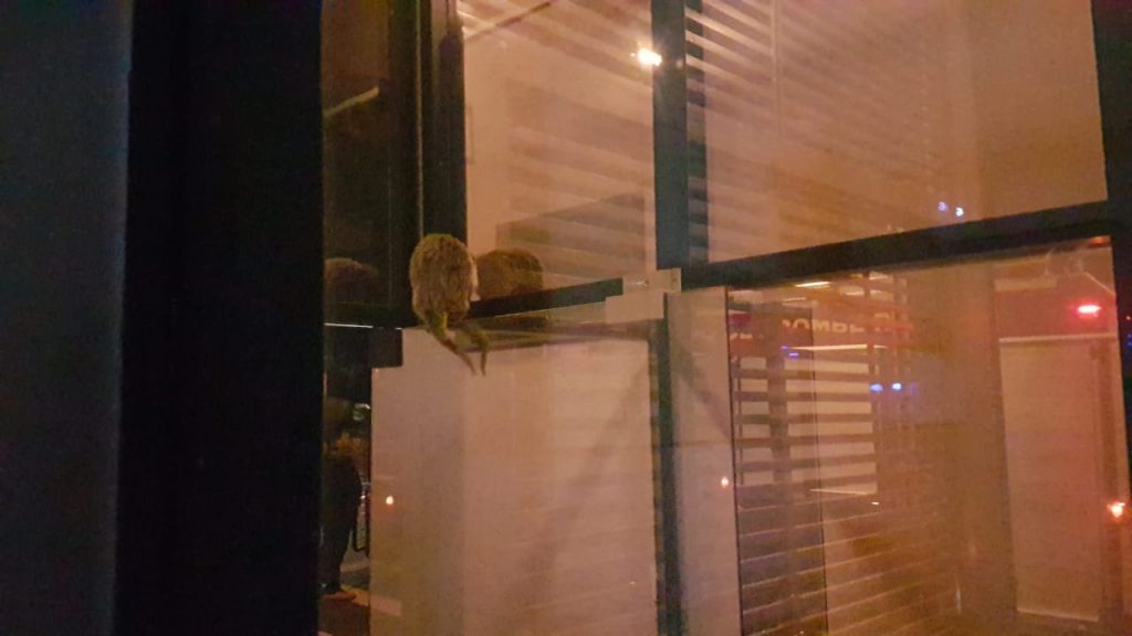 Ouriço fica preso na recepção de residencial e é socorrido pelos Bombeiros
