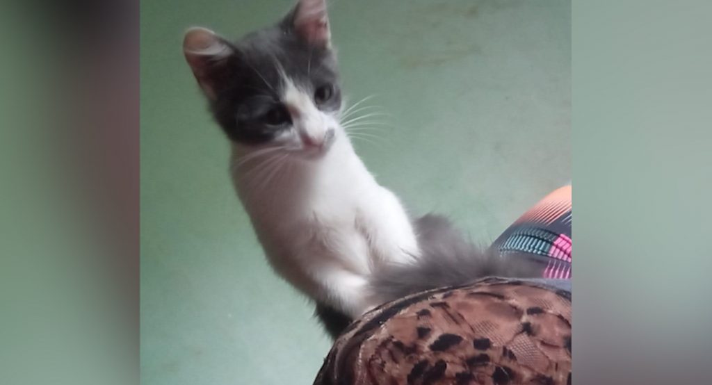 Internauta procura por seu gatinho que está perdido