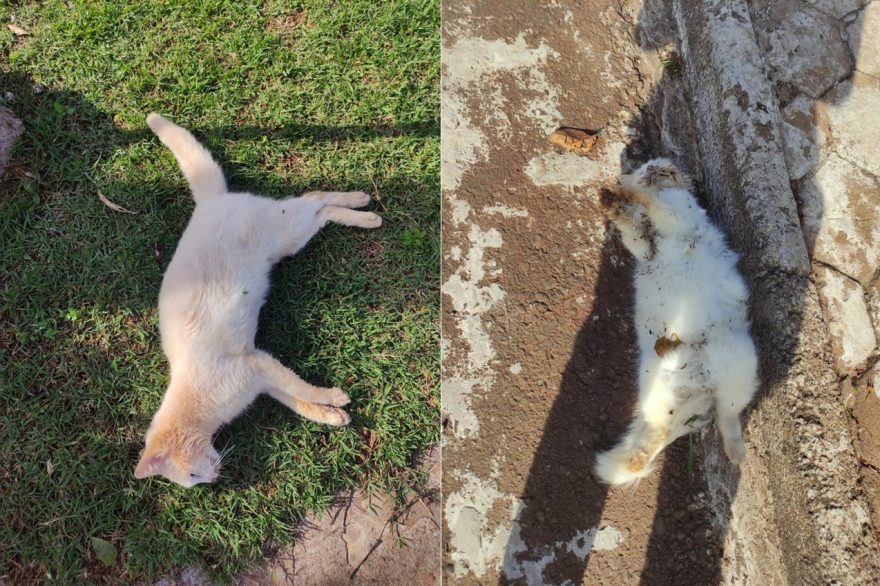 Gatos envenenados? Polícia Civil deve investigar casos no Santa Cruz