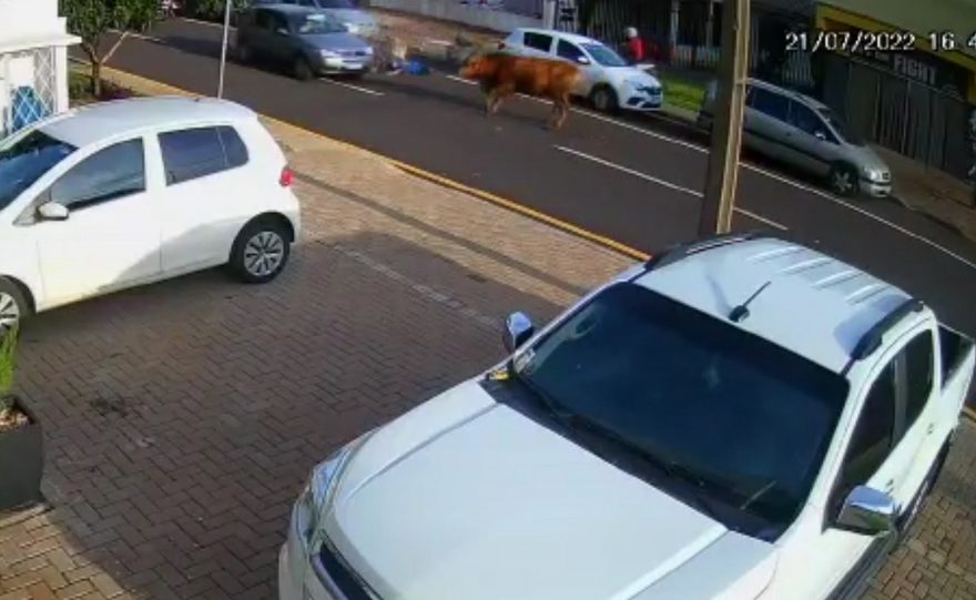 Vídeo mostra que boi transitando no meio da rua provocou acidente no Alto Alegre