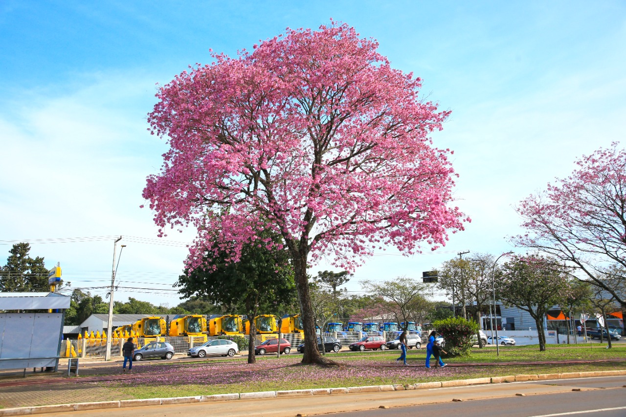 Florada dos ipês em Cascavel encanta a todos que apreciam a beleza das  flores | CGN