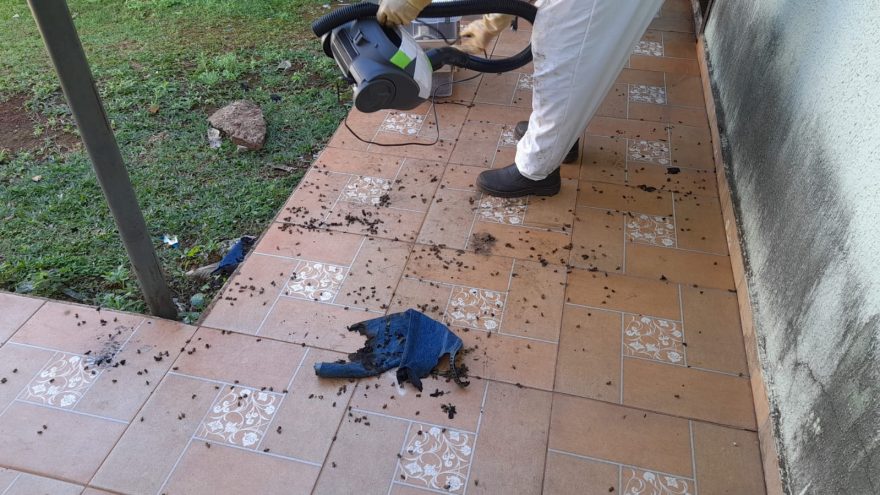 Após morador tentar fazer a retirada com fumaça, Defesa Civil é acionada para remover enxame de abelhas no Alto Alegre