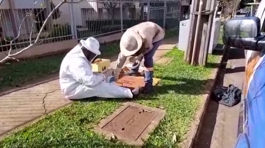 Defesa Civil remove enxame de abelhas de hidrante na Rua Fortaleza