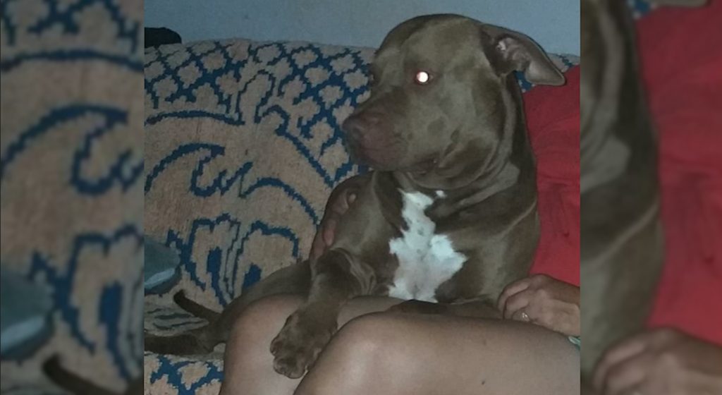 Cachorro desapareceu no Esmeralda