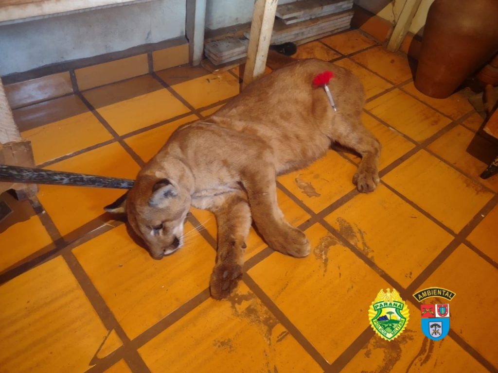 Veja momento em que onça parda é resgatada de dentro de residência no Paraná