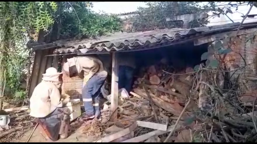 Defesa Civil realiza retirada de abelhas em residência no São Cristóvão