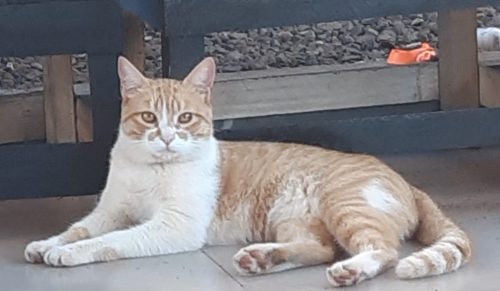 Gatinho de estimação desapareceu no Bairro Universitário Imagem referente a Gatinho de estimação desapareceu no Bairro Universitário