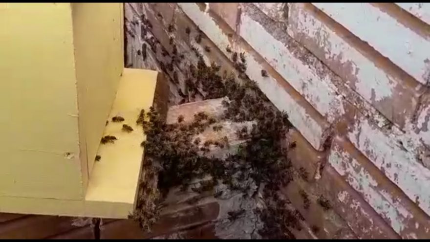 Vídeo mostra abelhas sendo retiradas de residência na Rua Nereu Ramos