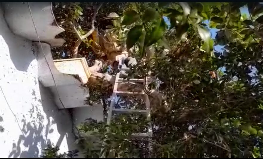 Enxame de abelhas é removido de residência no Tropical