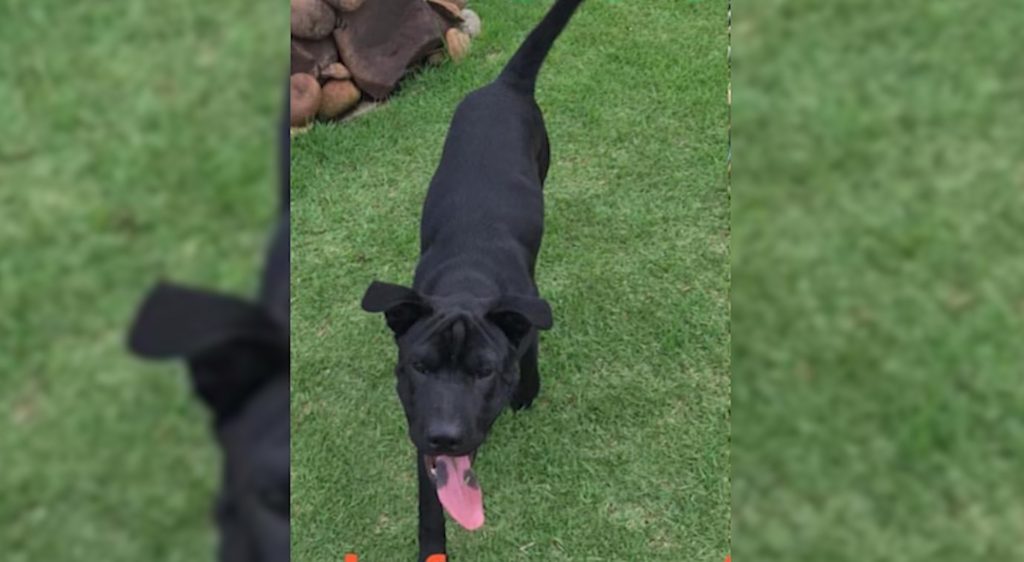 Cachorro sumiu no Parque São Paulo