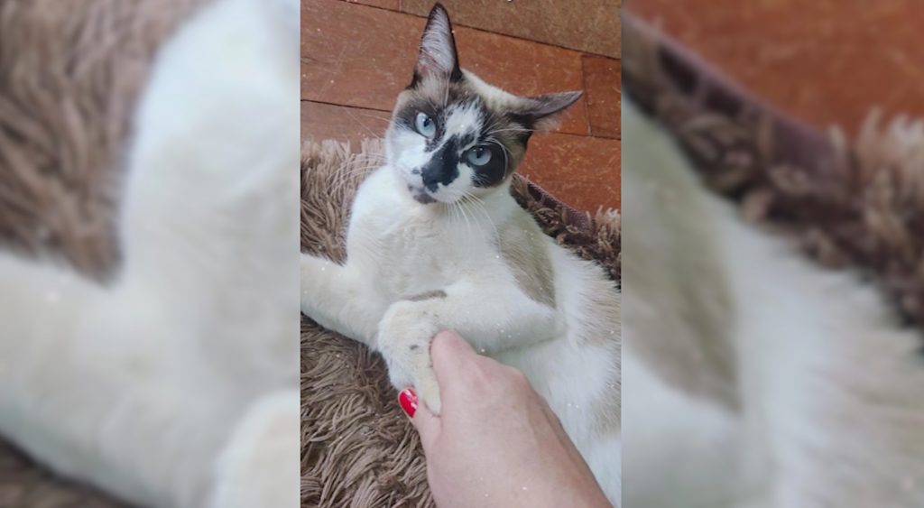 Gatinha sumiu na região do Coqueiral