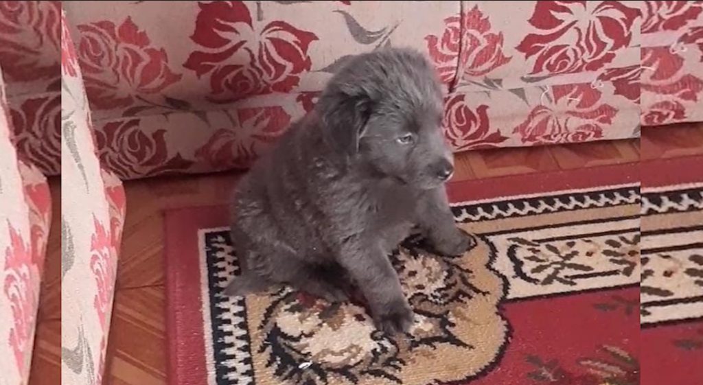 Cachorrinho desapareceu no D’Napoli
