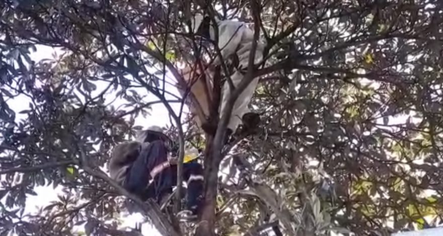 Enxame de abelhas é removido de pé de ameixa Coqueiral