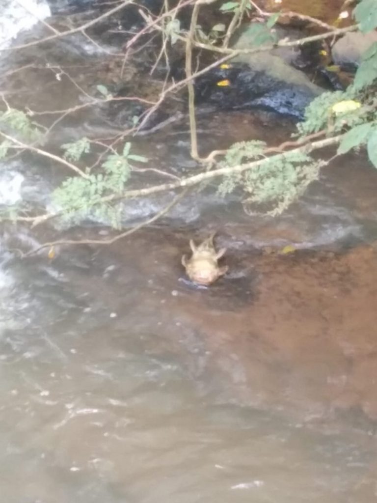 Peixes são encontrados mortos no Rio Toledo; IAT está investigando a situação