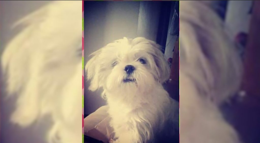 Cãozinho sumiu no Florais do Paraná