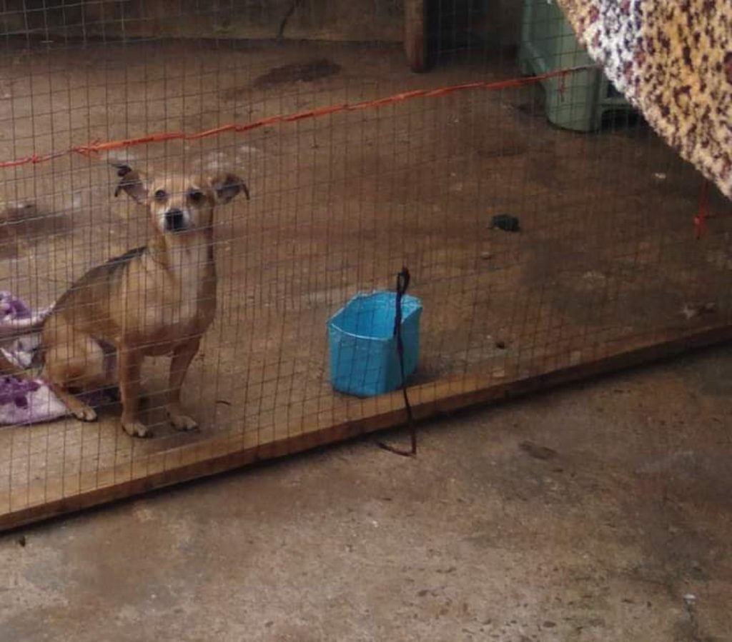 Cachorro sumiu no Aclimação