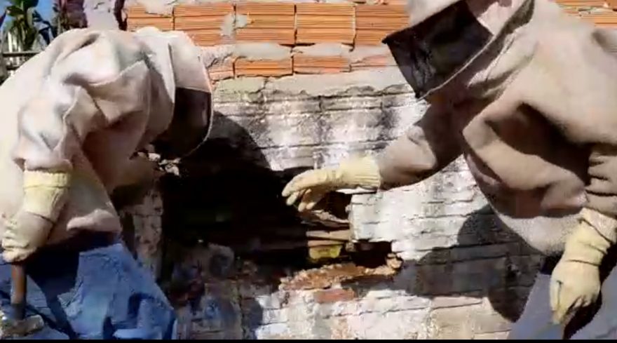 Defesa Civil retira enxame de abelhas de muro no Santa Cruz